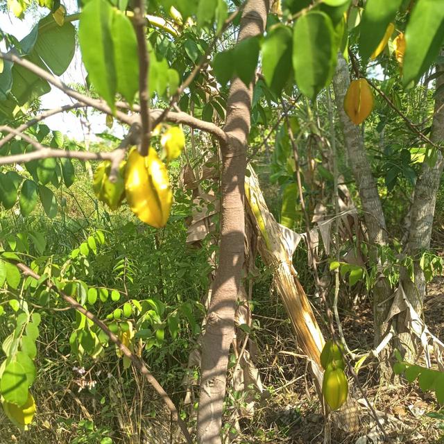 ที่ดินสวนผสมเกษตรอินทรีย์ 1 ไร่ 1 งาน 40 ตารางวา 5