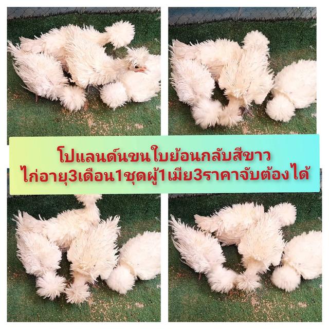 ไก่โปแลนด์ขนกลับสีขาวชุด4ตัวผู้1เมีย3"ส่งฟรีทั่วไทย"