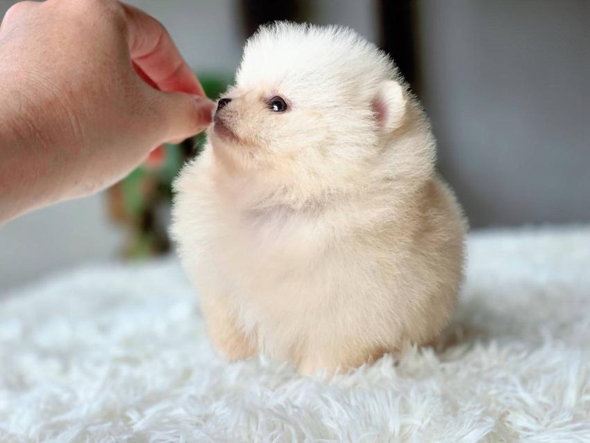 ปอมเมอเรเนียนแท้ เพศเมีย พร้อมย้ายบ้าน รูปที่ 10