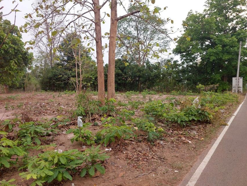 ที่ดินเปล่า โฉนด สกลนคร 6