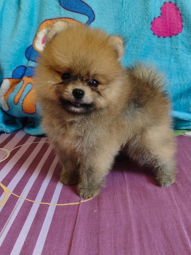 ลูก Pomeranian เพศผู้ 2