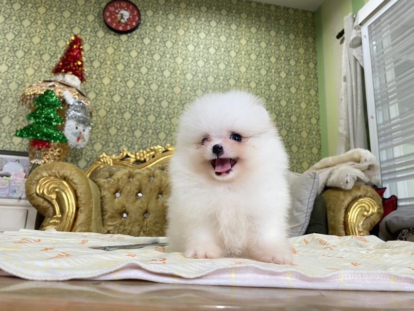 ปอมเมอเรเนียนแท้ พร้อมเลี้ยง 3