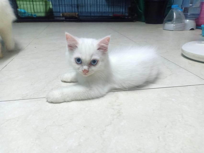 ลูกแมวเปอร์เซีย 1แถม1