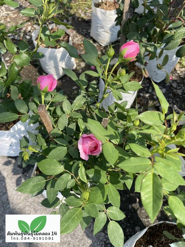 กุหลาบ ต้นกุหลาบ ต้นดอกกุหลาบ รูปที่ 2