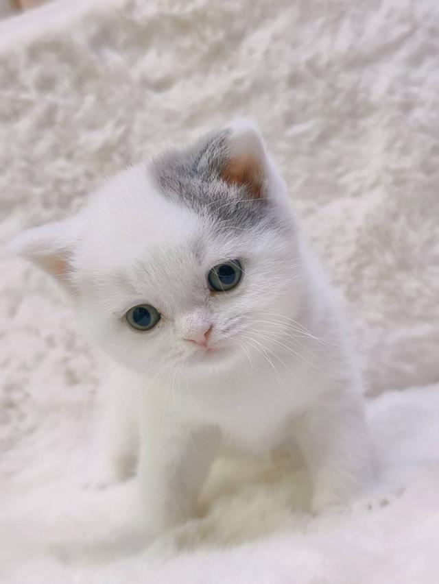 🐻 [เปิดจอง/หาบ้าน] British Shorthair คุณภาพสายเลือดดี หน้าหมี โครงสร้างตัน 🐻 รูปที่ 2