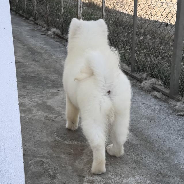 ซามอยด์ เพศ ช 4เดือน รูปที่ 2