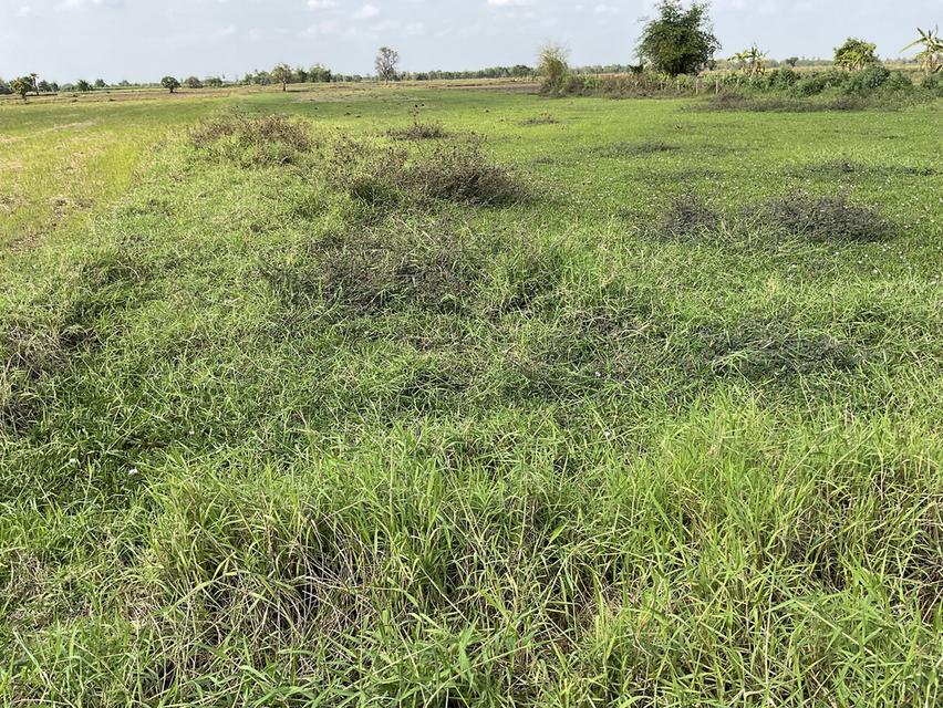 ขายที่ดิน 7 ไร่ ต.โบสถ์ อ.พิมาย จ.นครราชสีมา 5