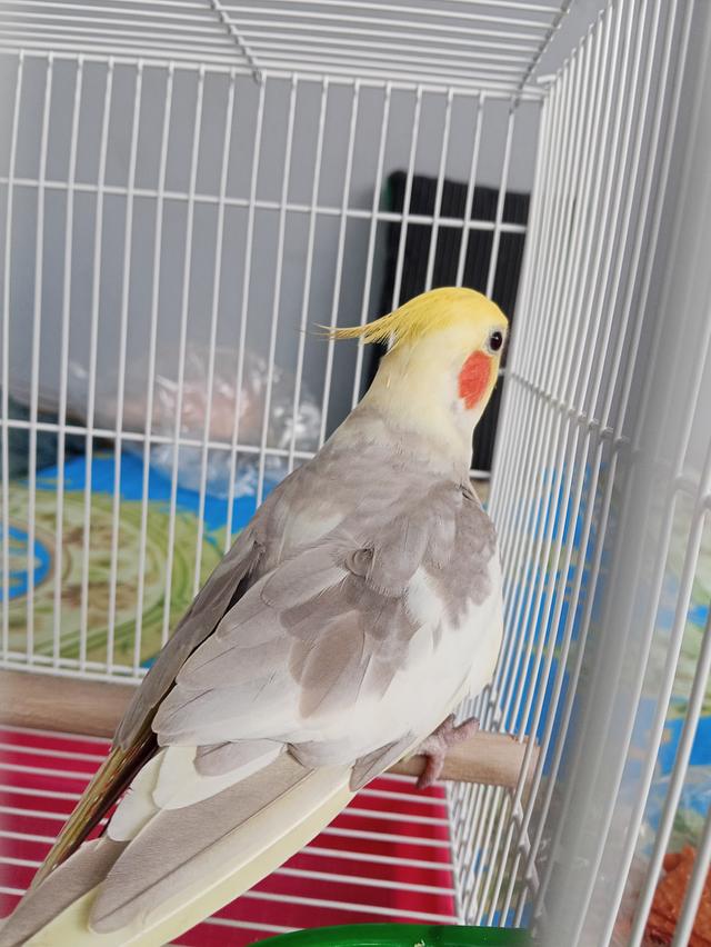 นกแก้วค๊อกคาเทล ตัวผู้ รูปที่ 2