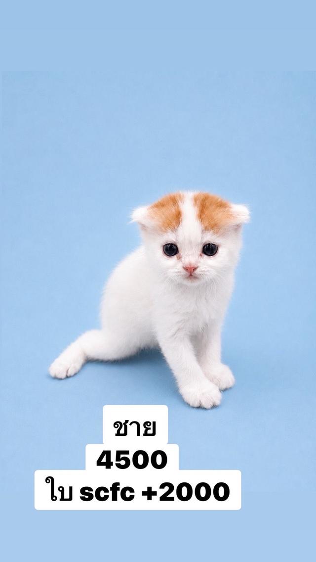 สก๊อตติชแท้ ชาย หูพับ