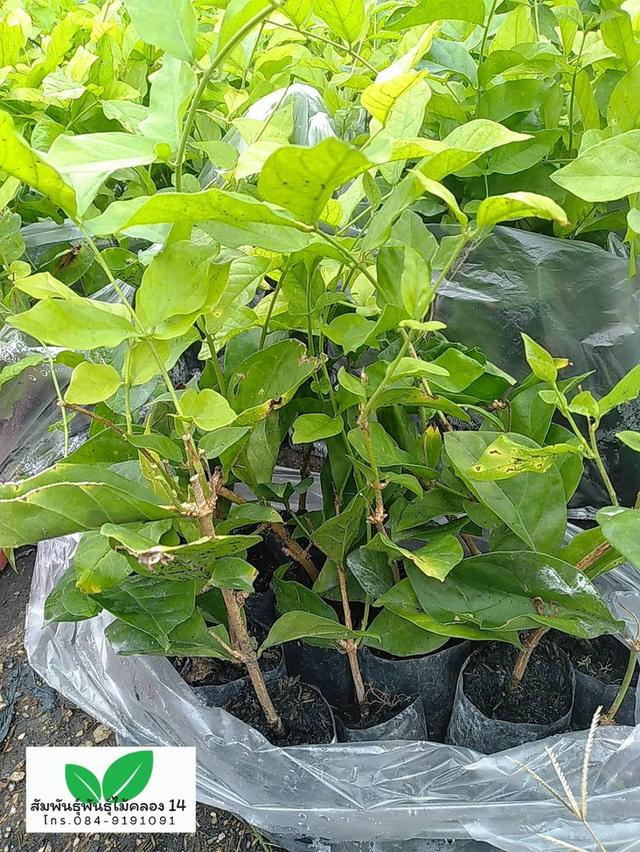 มะลิลา ต้นมะลิลา มะลิร้อยมาลัย