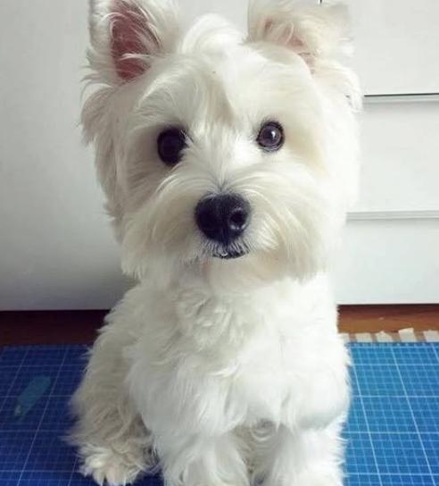 หาบ้านให้น้อง West Highland White Terrier หน้าตาน่ารัก 2