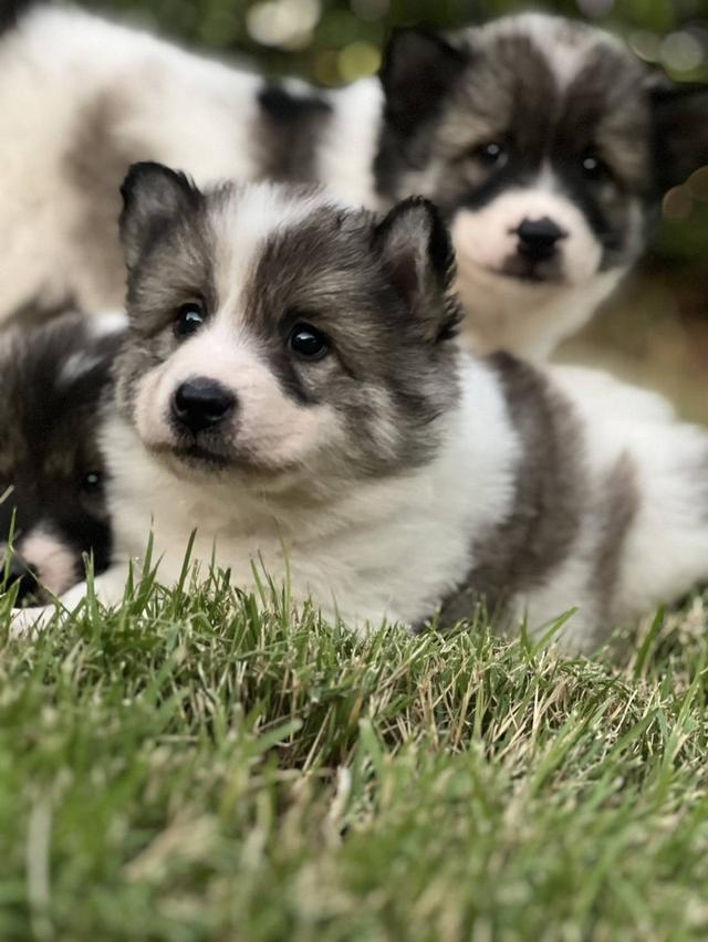 สุนัขบางแก้ว เพศเมียพร้อมใบเพ็ชดีกรี