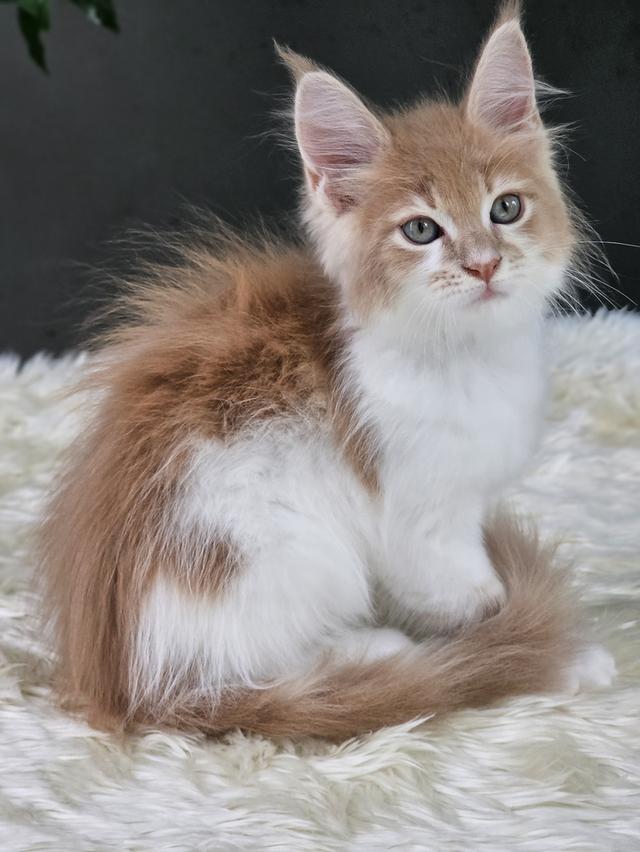 ลูกแมวเมนคูน เพศเมีย  11