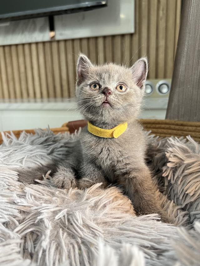 ลูกแมว บริติช ช็อตแฮร์ ใบเพ็ดนอกWCF(British Shorthair)