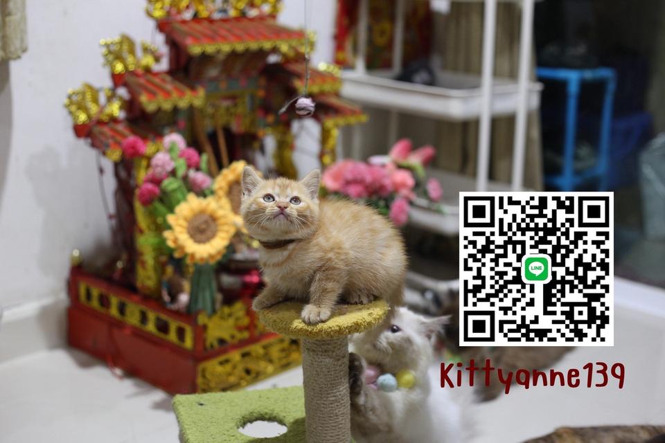 ลูกแมวบริติชช็อตแฮร์ผสมสก็อตติชช็อตแฮร์ 8