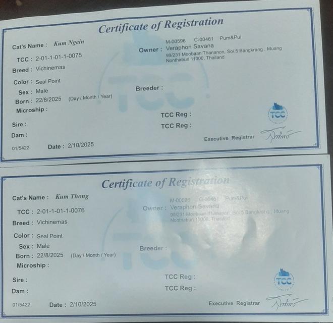 ลูกแมววิเชียรมาศ บ้านปุ้มปุ้ย 6