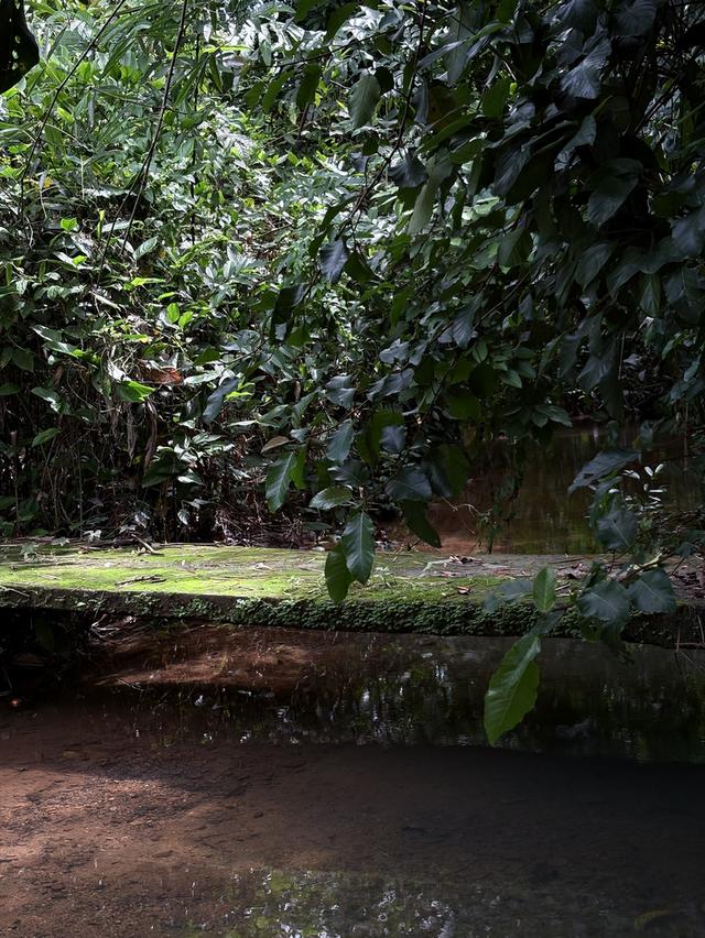 ขายที่ดิน 49 ไร่ ใกล้เมืองเบตง กม.6 สวนทุเรียน + ยางพารา + น้ำลำธารตลอดปี 💦🌳