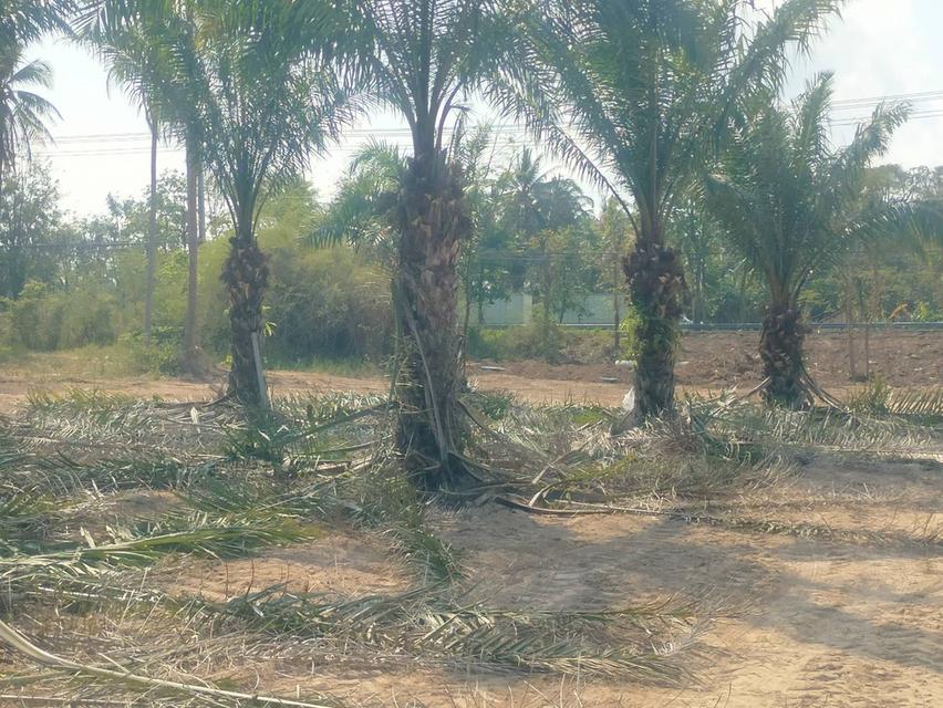 ขายที่ดินทับสะแกแลนด์ 5-3-96 ไร่ ติดถนนสายเอเชีย ทำเลทอง ราคาสำหรับนักลงทุน เพชรเกษมขาล่องใต้ ประจวบคีรีขันธ์ 7