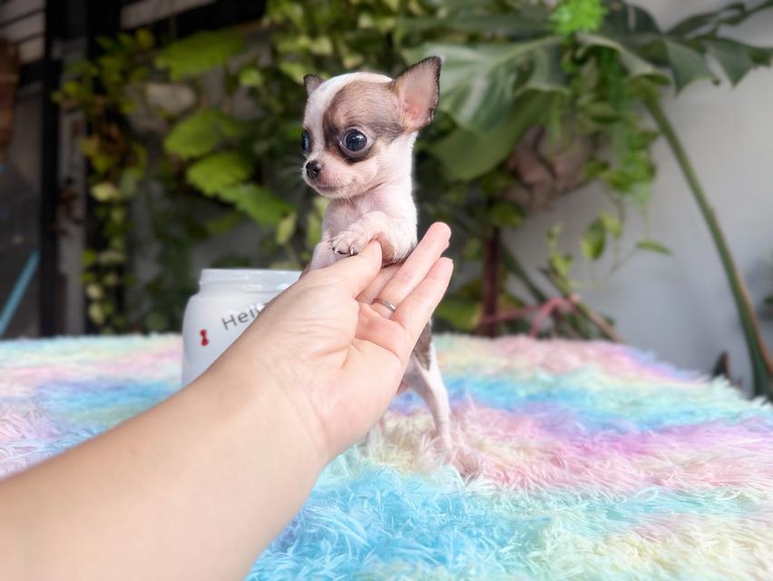 ชิวาวาแท้ ทีคัพ ขนสั้น เพศเมีย 10