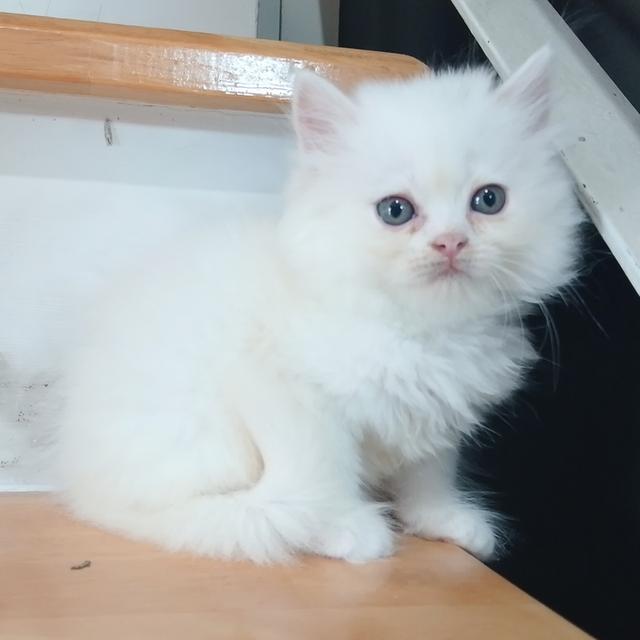 ขายลูกแมวเปอร์เซียน่ารัก ผู้ชาย ผู้หญิง พระรามสอง เทียนทะเล รูปที่ 11