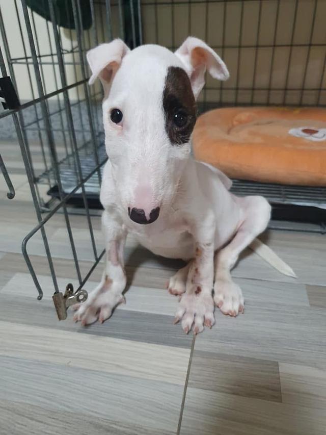 ปล่อยด่วน Bull Terrier