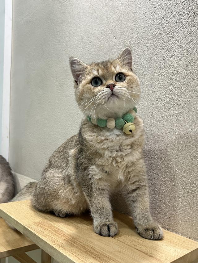 ดช.บริติช ช็อตแฮร์ (พร้อมย้าย)