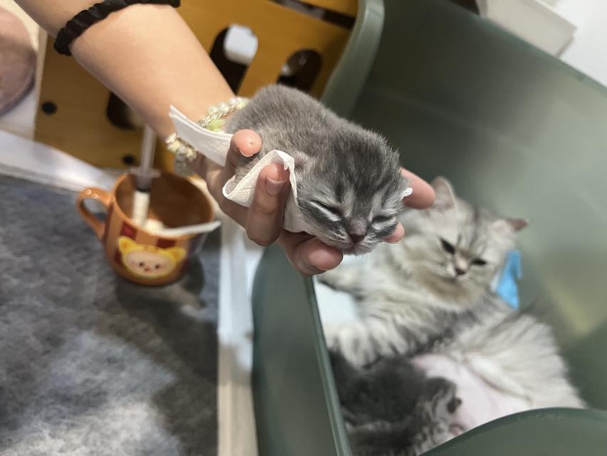 Scottish Fold  สก็อตติชโฟลด์ แท้ ระบบปิดเลี้ยงด้วยรัก รวมวัคซีน ถ่ายพยาธิ หยอดยากันปรสิตและไรหู สมุดวัคซีน รูปที่ 8
