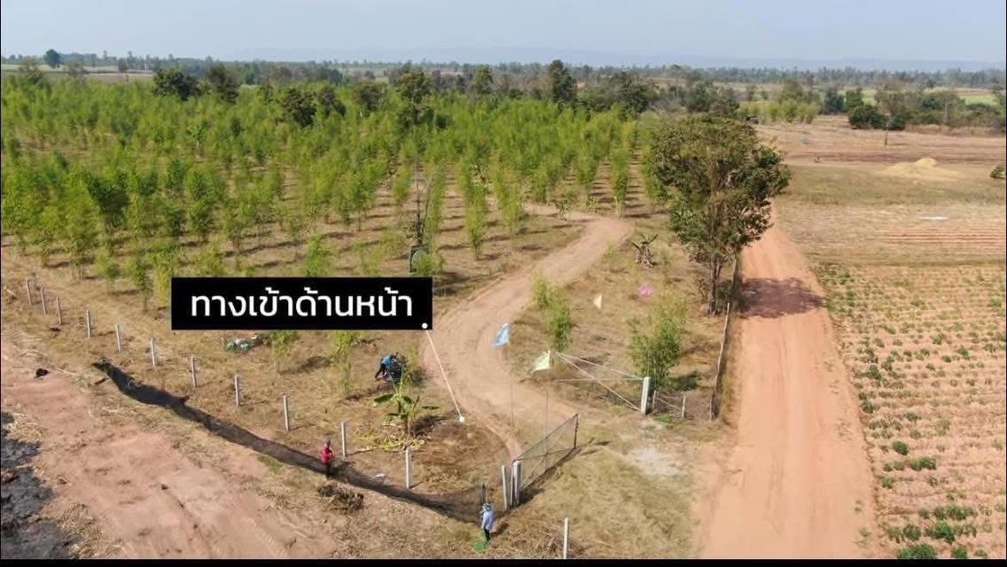 ขายที่ดิน 93 ไร่ (มีโฉนดครุฑแดง) — ไร่ละ 120,000 บาท จ.ขอนแก่น