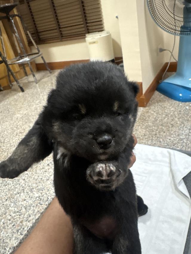 สุนัข ชิบะ สีดำ 2สาวน้อย 3