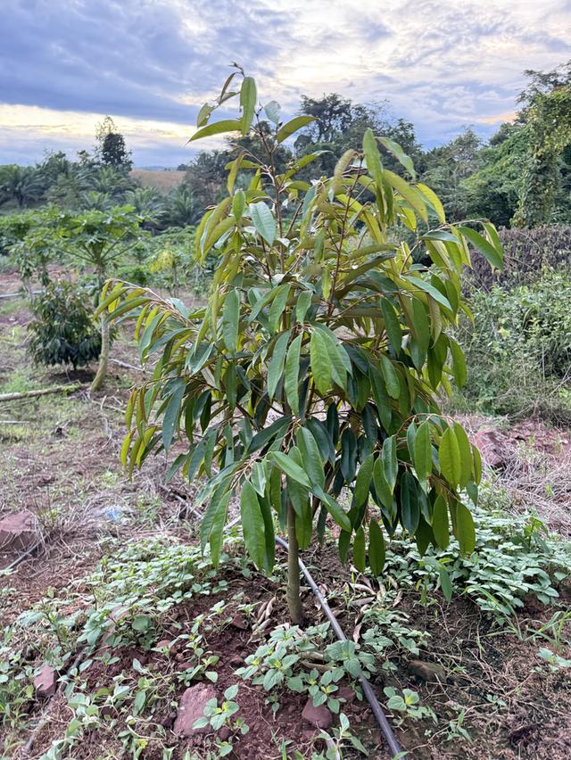 ขายที่ดิน พร้อมที่พักอาศัย 7