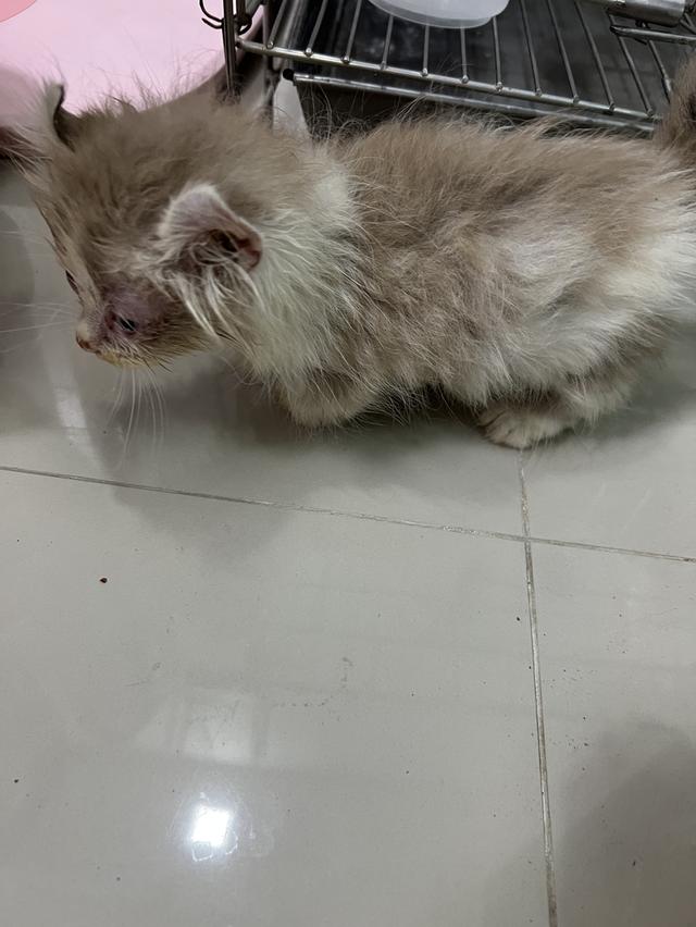 แมวอเมริกันเคิร์ล ขาสั้น 2