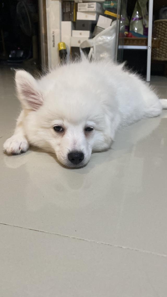 Japanese Spitz  9