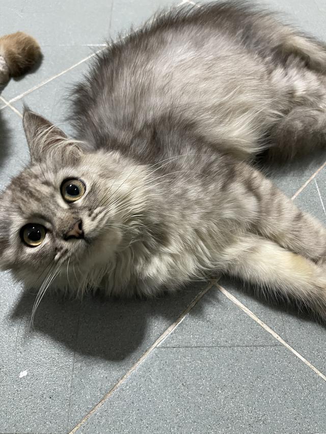น้องแมวพันธุ์ พ่อหิมาลายัน ผสม แม่ชินชิล่า เพศชาย