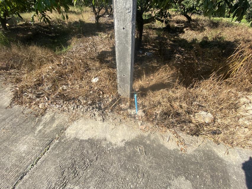 ที่ดินพร้อมต้นลำใยน้ำไฟพร้อม 2