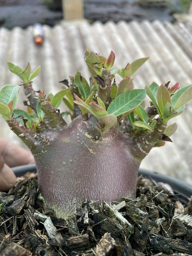Adenium black skin 2