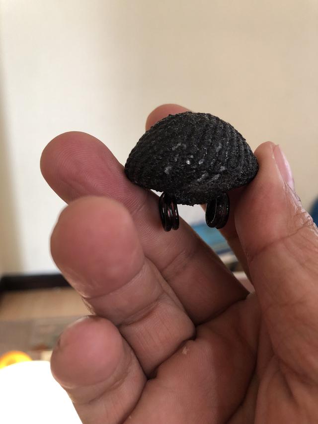 เบี้ยแก้ปูเจือวัดกลางบางแก้ว นครปฐม รูปที่ 4