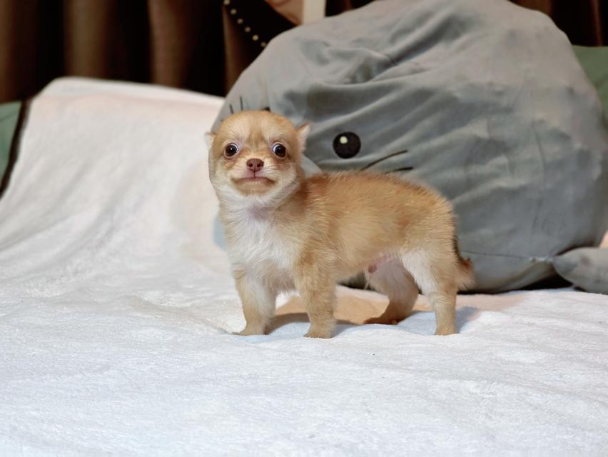 Chihuahuaไซส์จิ๋วหนุ่มหล่อ 2