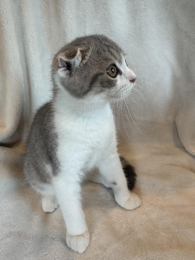 คนขายเลี้ยงเองค่ะ สก็อตติสโฟล์ด ผู้ รูปที่ 6