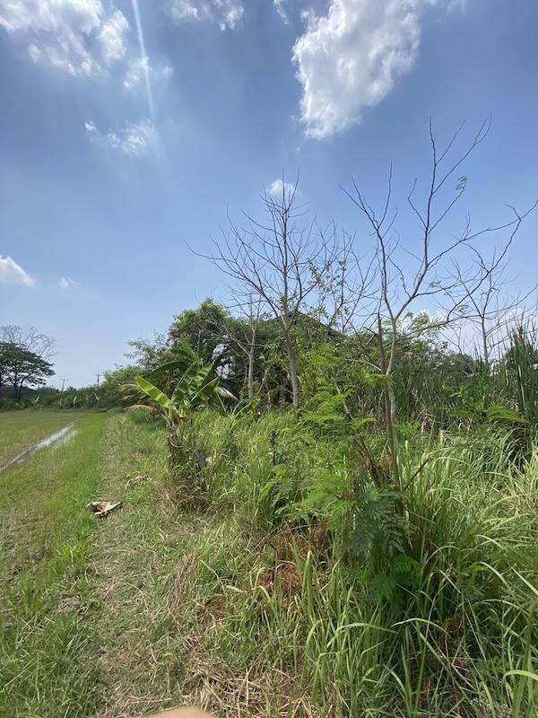 ขายที่ดินติดถนนเลียบคลอง เนื้อที่ 1-1-60ไร่ ใกล้ห้างไทวัสดุ ห้างโฮมโปรบายพาส ใกล้ถนนบายพาส ทล.204 เหมาะพัฒนาเป็นบ้านสวน รีสอร์ท 5