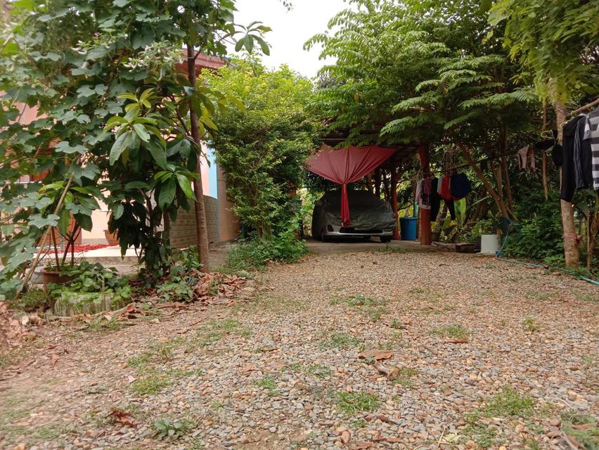 ขายที่ดินพร้อมบ้าน 4 ไร่ 1 งาน ใกล้ตัวเมืองบ้านเหล่า อ.สูงเม่น จ.แพร่ เหมาะลงทุน ทำการเกษตร พักอาศัย 3