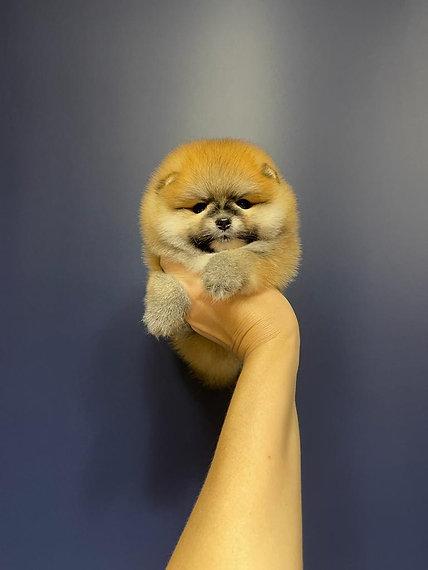 Teacup Pomeranian Puppies for sale รูปที่ 2