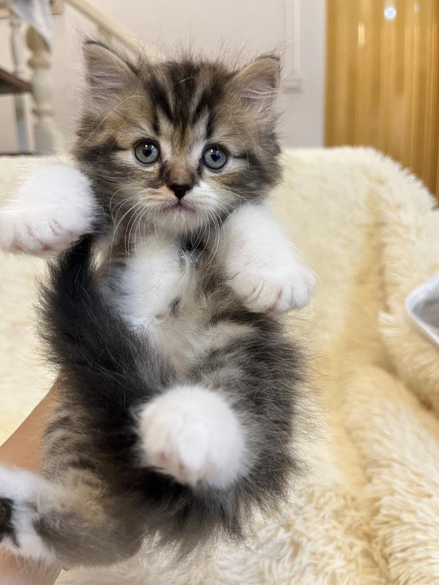 แมวเปอเซียแท้ สีครีม ลายเสือ รูปที่ 8