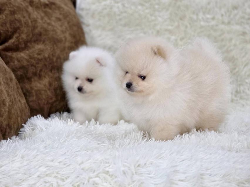 ปอมเมอเรเนียนแท้ สีขาว และสีขาวครีม เพศผู้ พิกัดรามอินทรา 13