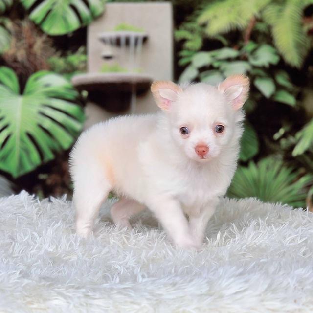 ชิวาวาแท้ เพศผู้ ขนยาว รูปที่ 5