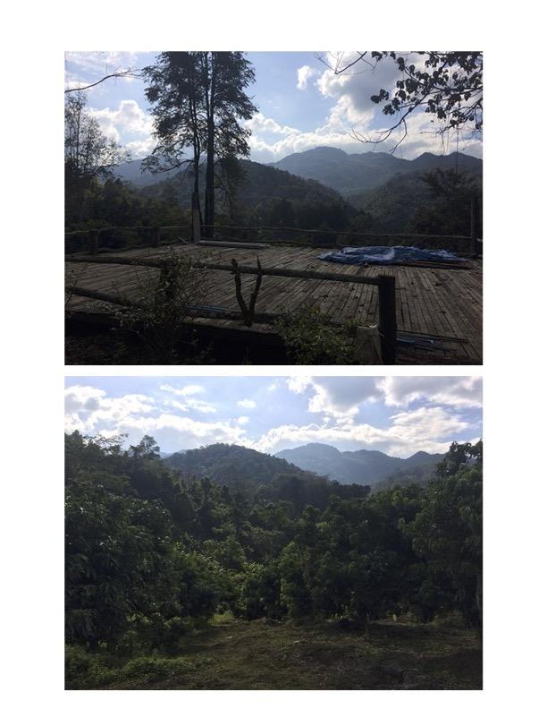ขายที่สวนบนดอยแตง ใกล้ไร่ชาลุงเดช ตำบลเมืองก๋าย อำเภอแม่แตง จังหวัดเชียงใหม่