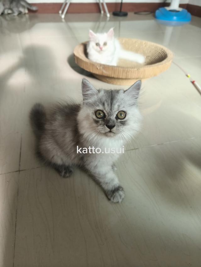 ลูกแมวเปอร์เซีย 