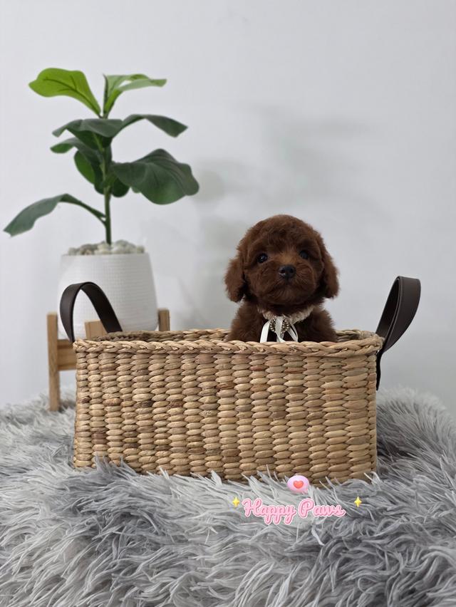 น้องพุดเดิ่ลสีเข้มสุดหล่อ