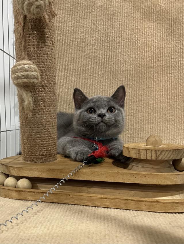ลูกแมว บริติช ช็อตแฮร์ ใบเพ็ดนอกWCF(British Shorthair) 10