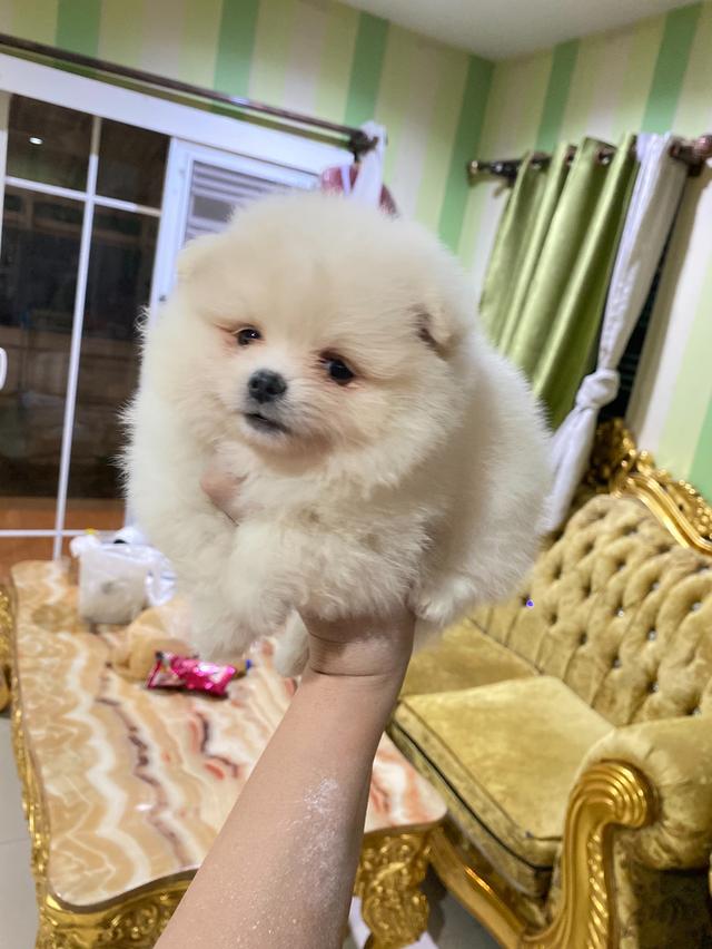 ปอมแท้ อายุ50วัน มีบริการจัดส่งถึงบ้าน สอบถามได้นะคะ รูปที่ 3