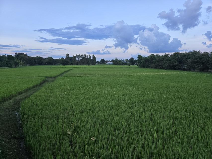 บ้านเดี่ยว พื้นที่เยอะในอำเภอบ้านไผ่ 8
